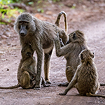 Monkeys socializing